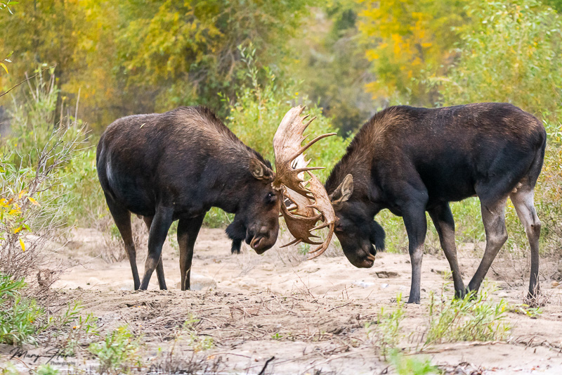 Moose Fighting During the Rut