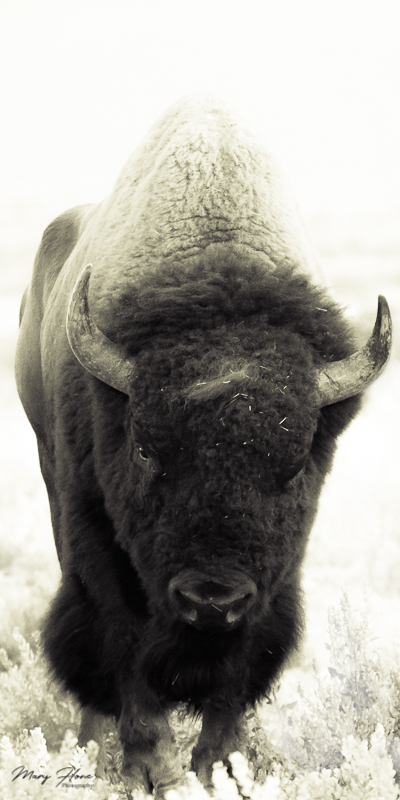 black and white bison photo