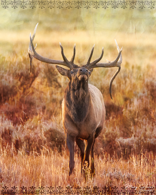 Big bull elk