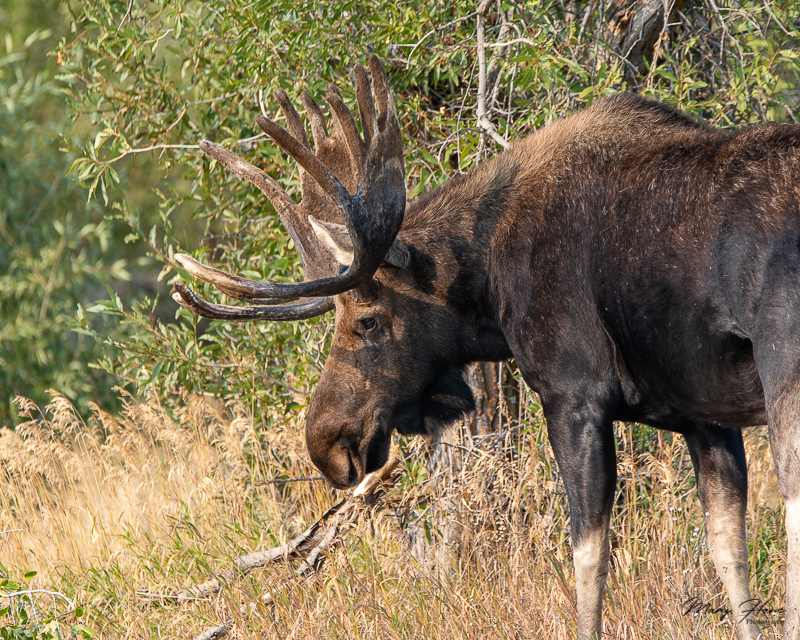 Bull moose in Grand Teton NP