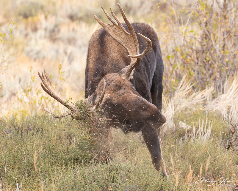 Moose thrashing a bush