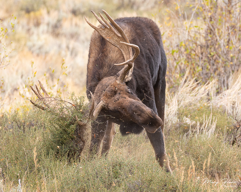 Moose thrashing a bush