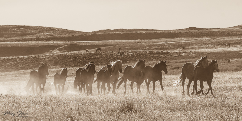 Wild Horses running