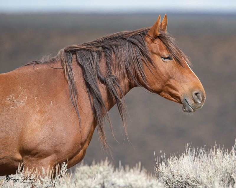 Wild Horses of Wyoming