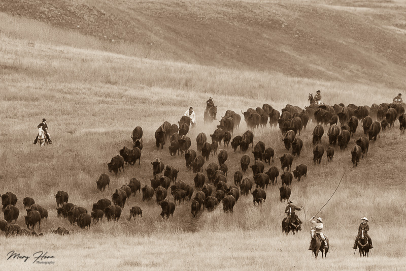 Buffalo Roundup in Custer State Park