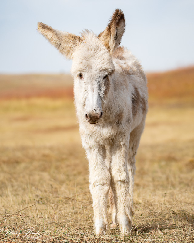 burro in custer state park
