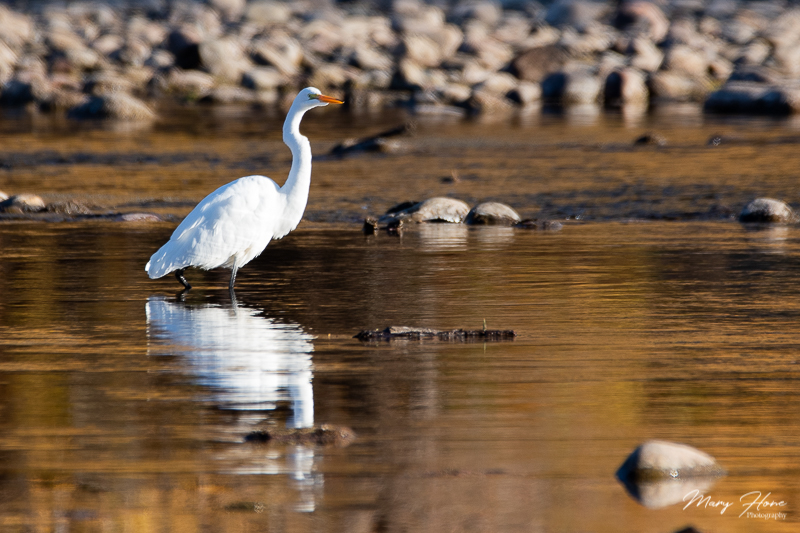 egret in a river