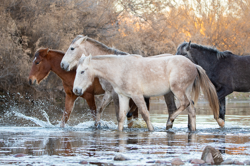 visiting the salt river wild horses