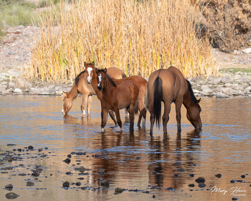 Tonto National Forest and the Salt River wild horses