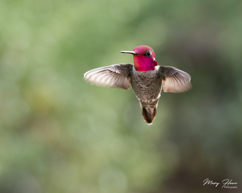 anna's hummingbird