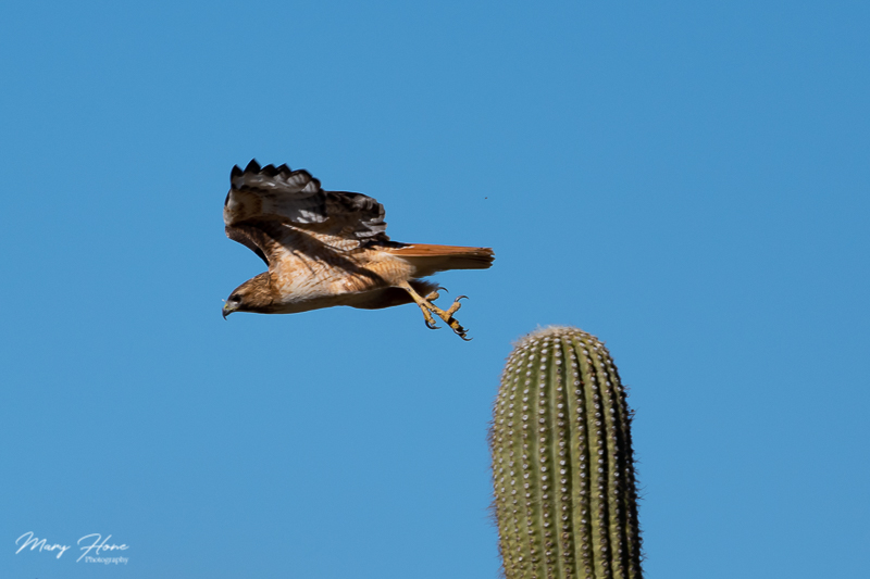 red tailed hawk in flight from saguaro
