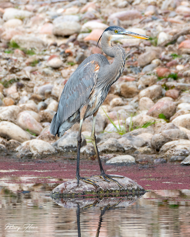 blue heron in the river