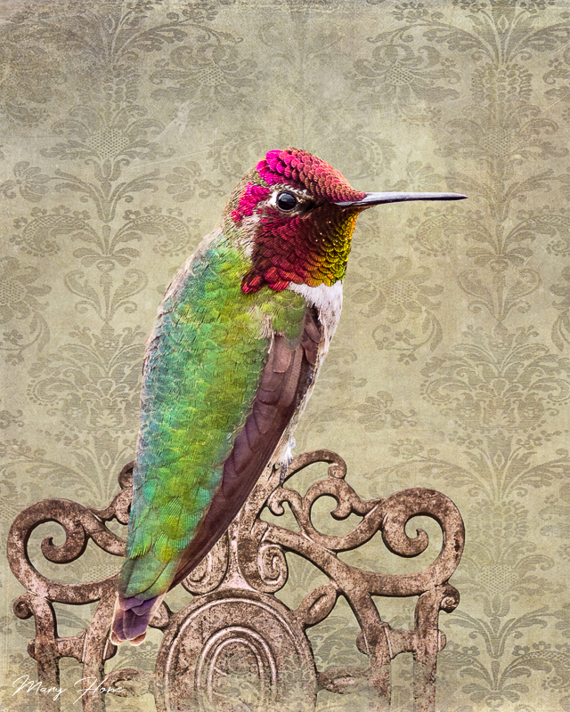 hummingbird, fine art photography