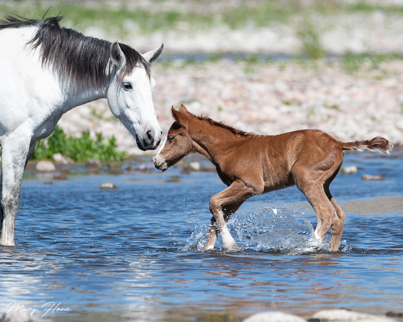 Wild foal in the river