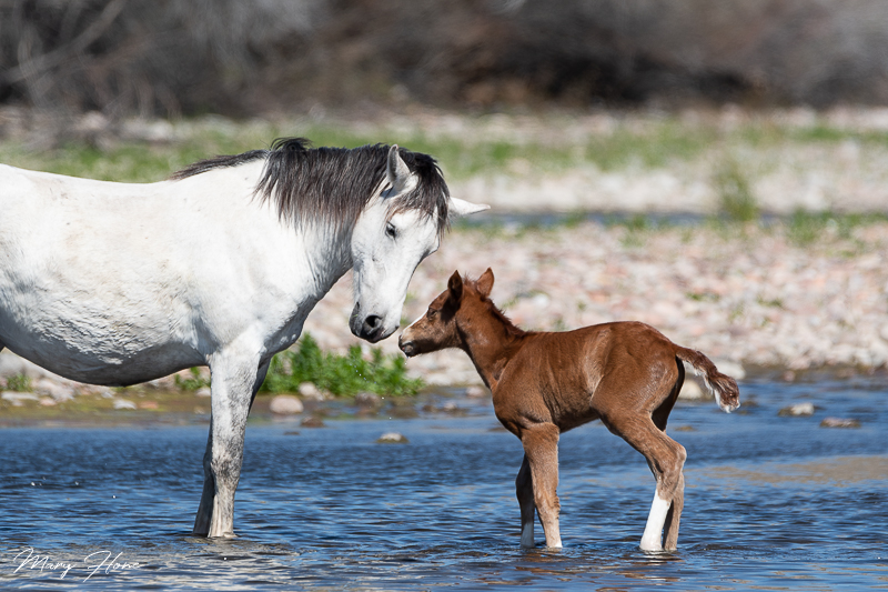 Wild foal in the river