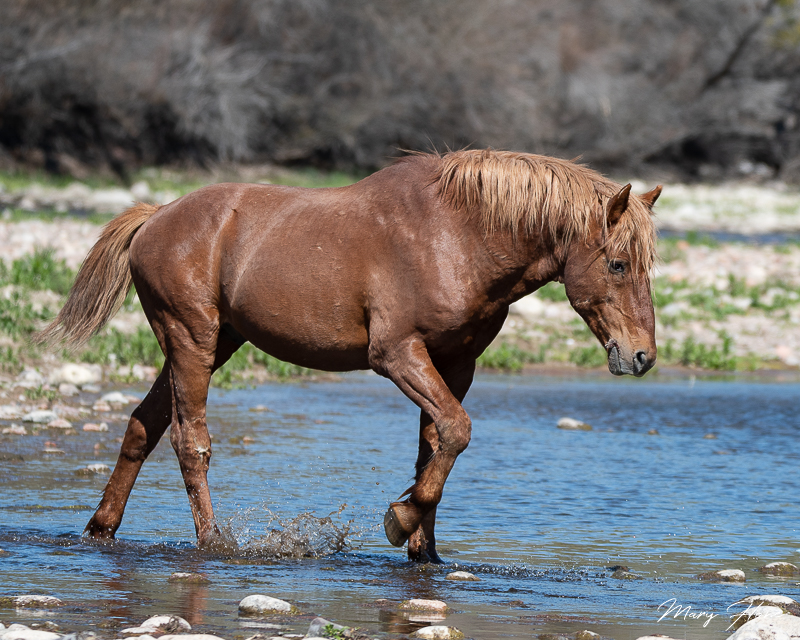 Stallion in the river