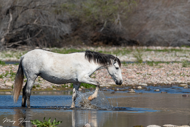 Wild horse in the river