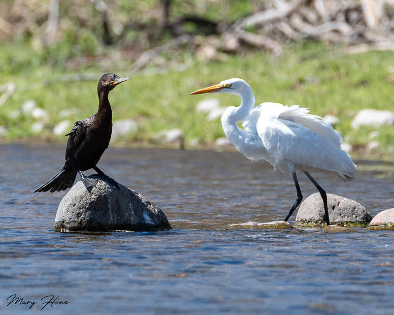 Egret and cormorant