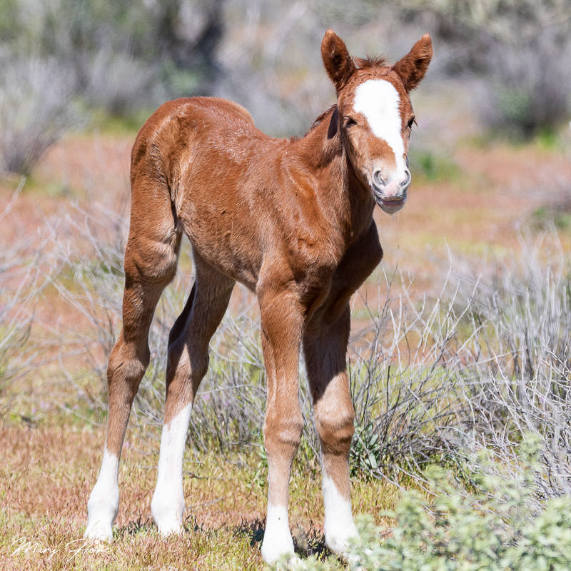 Newborn wild foal