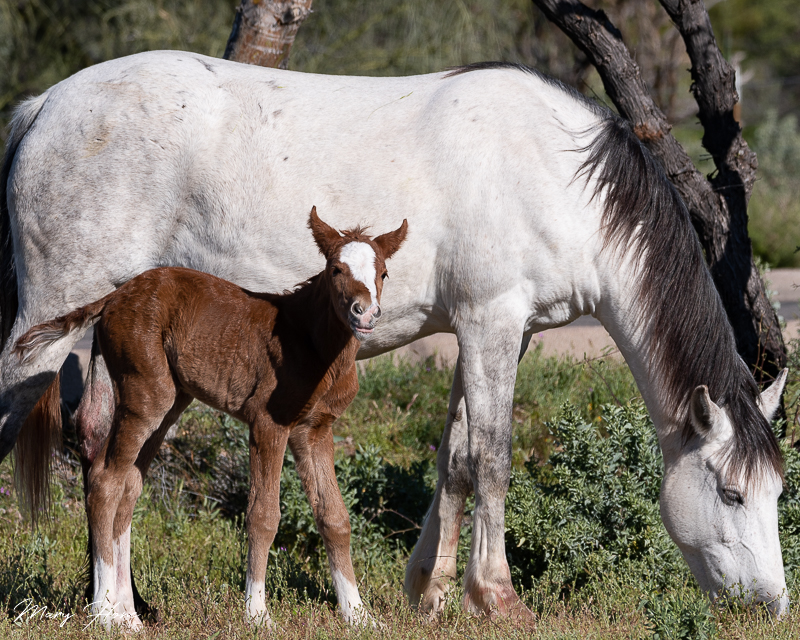 Newborn wild foal