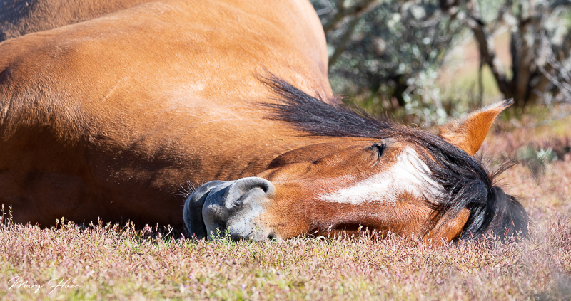 Resting wild horse