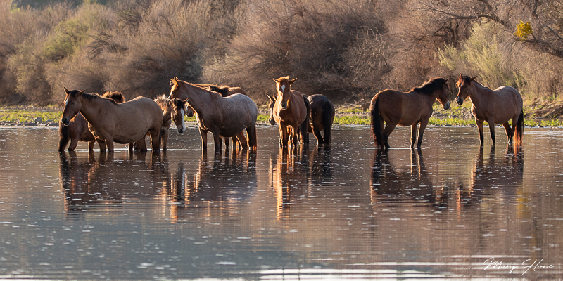 Wild Horses, Sunset and a River