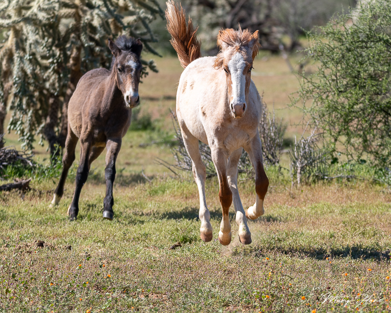 Wild foals playing and running