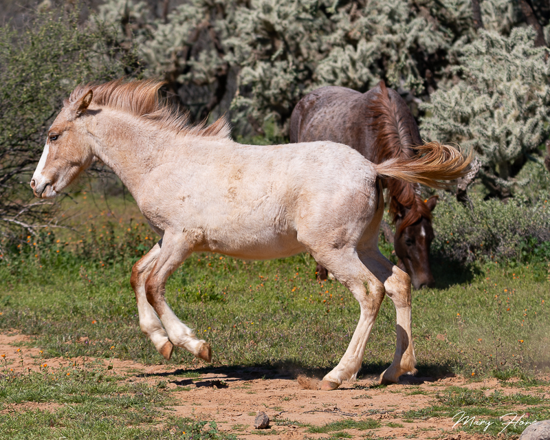 Wild foals playing and running