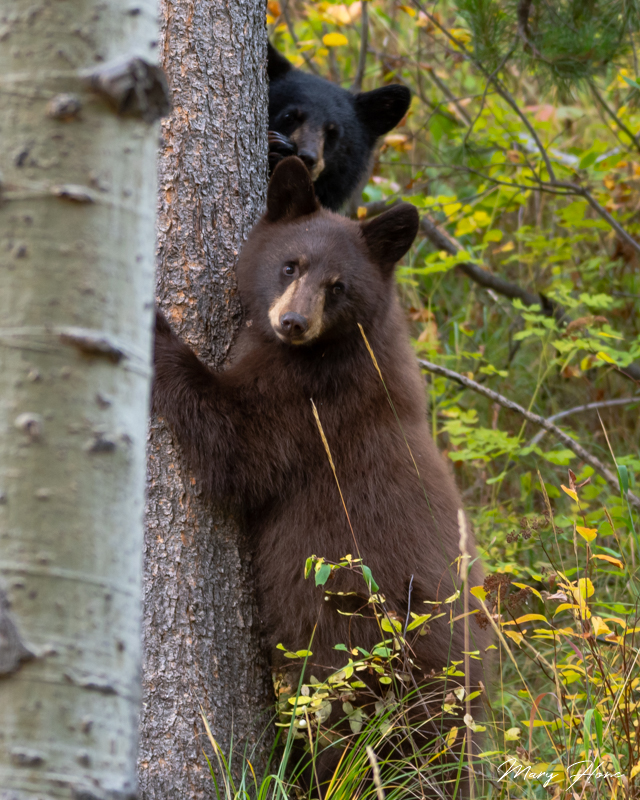 black bear cubs