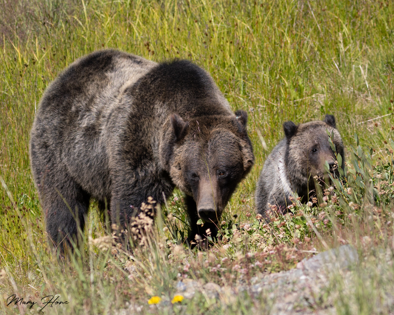 grizzly mom and cub