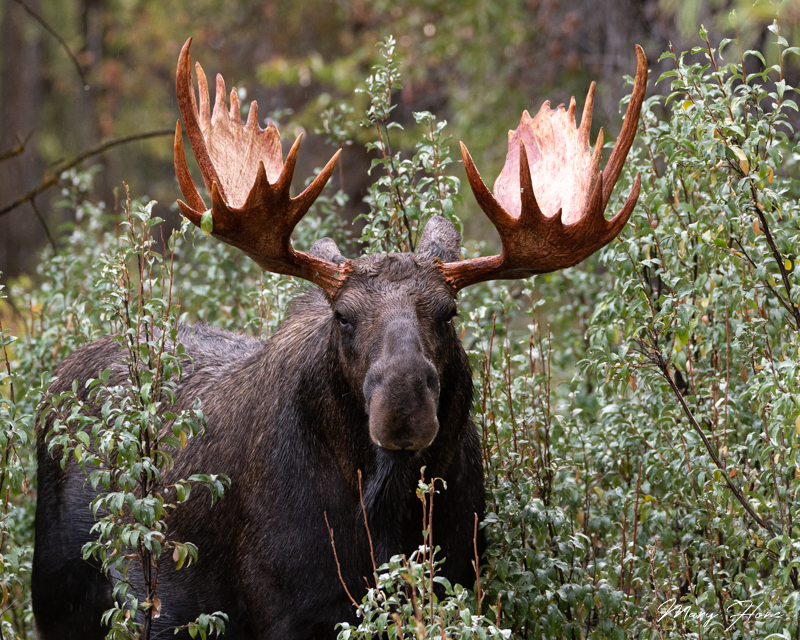 big bull moose