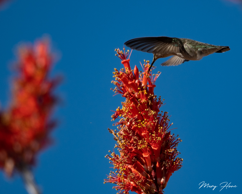 hummingbird and ocotillo bloom