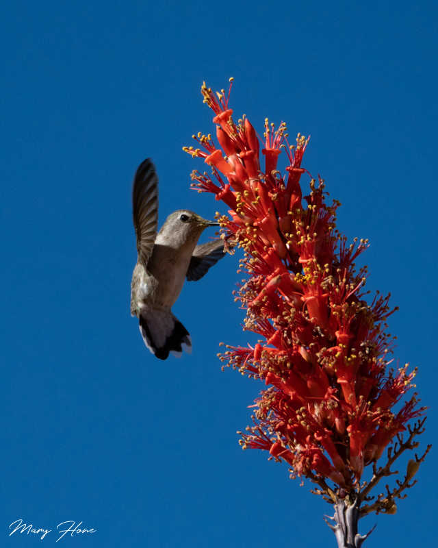 hummingbird and ocotillo bloom