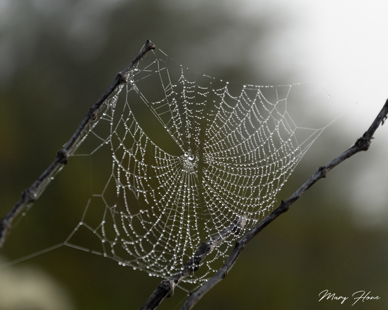 dew covered spider web