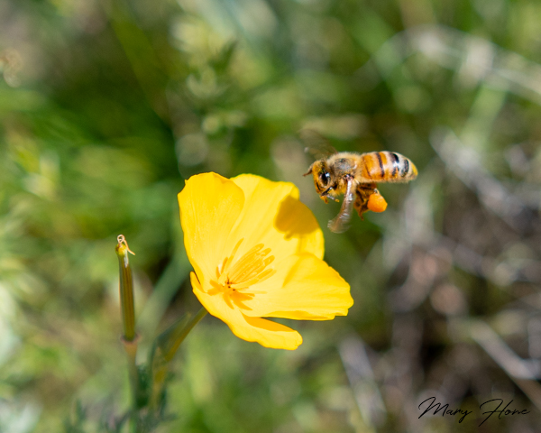 Birds, Bees, and Desert Spring Flowers