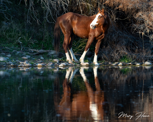 salt river horses