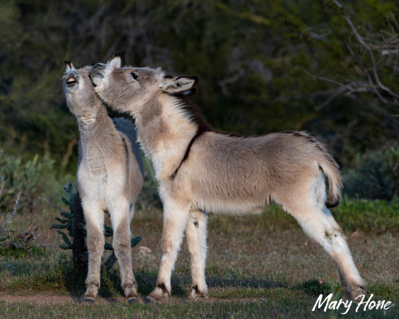 baby burros