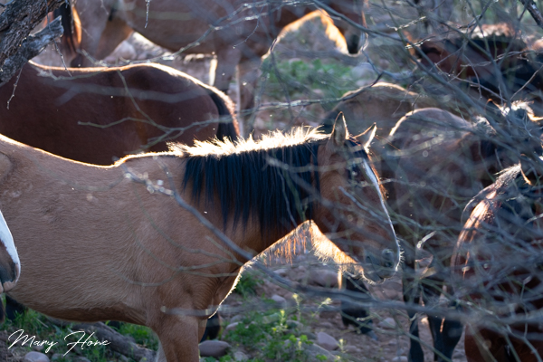 Wild Horses in a Desert Forest