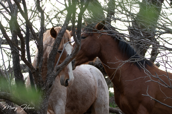 Wild Horses in a Desert Forest