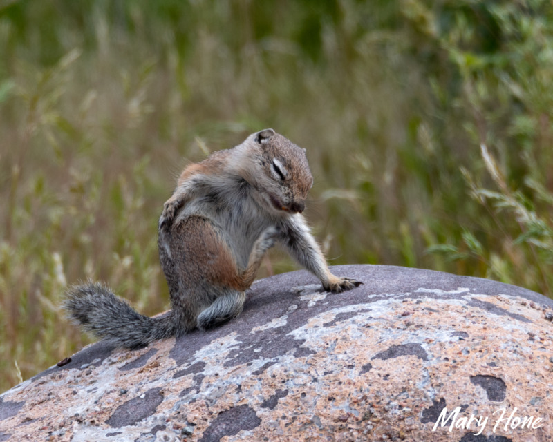 antelope squirrel