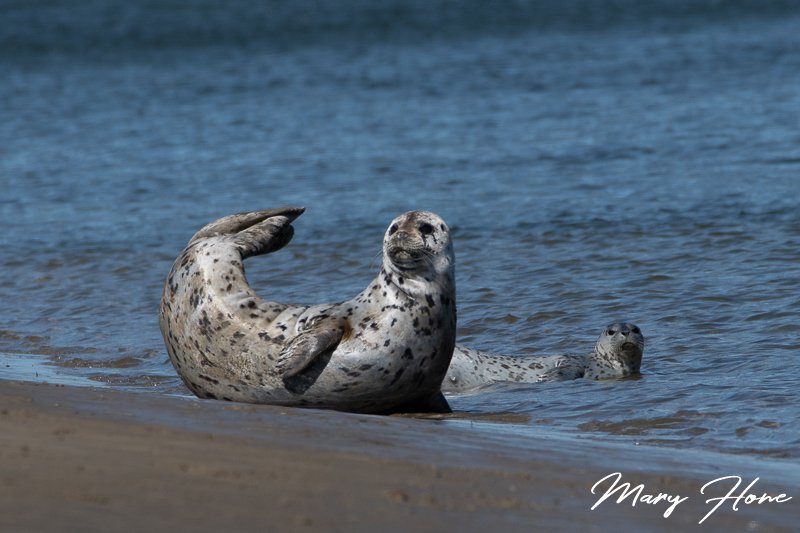 seals on the oregon coast