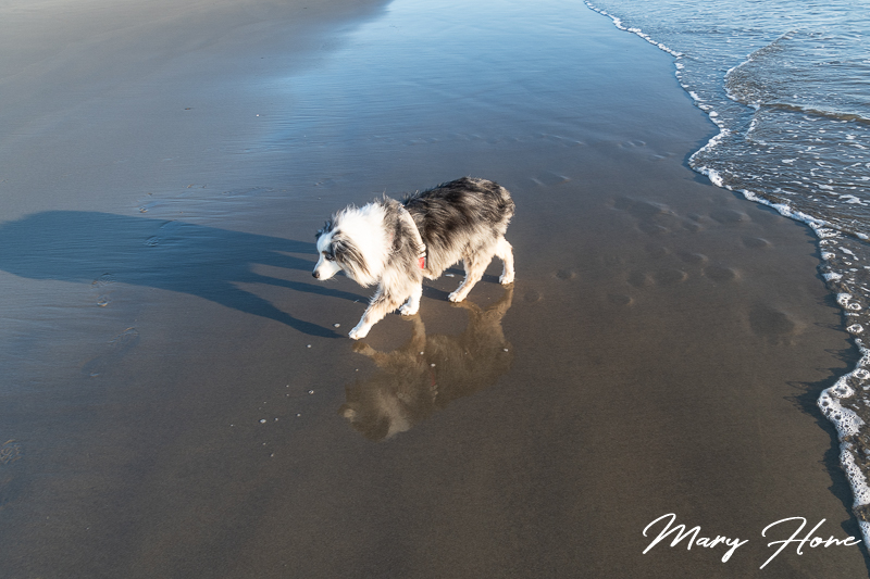 Newport, Oregon dog on the beach