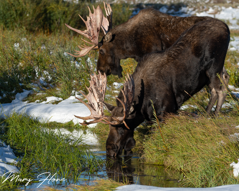 moose drinking from stream