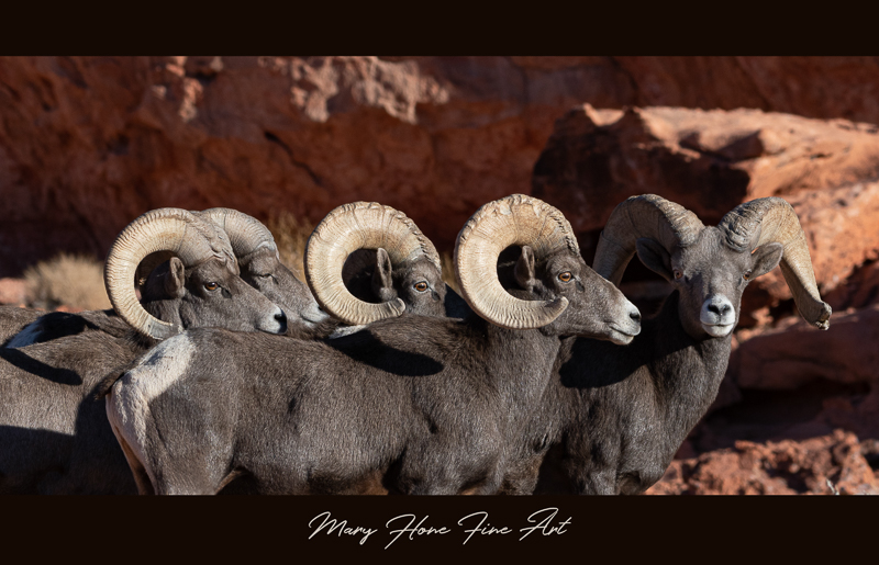 Desert Bighorn Sheep rams in a row