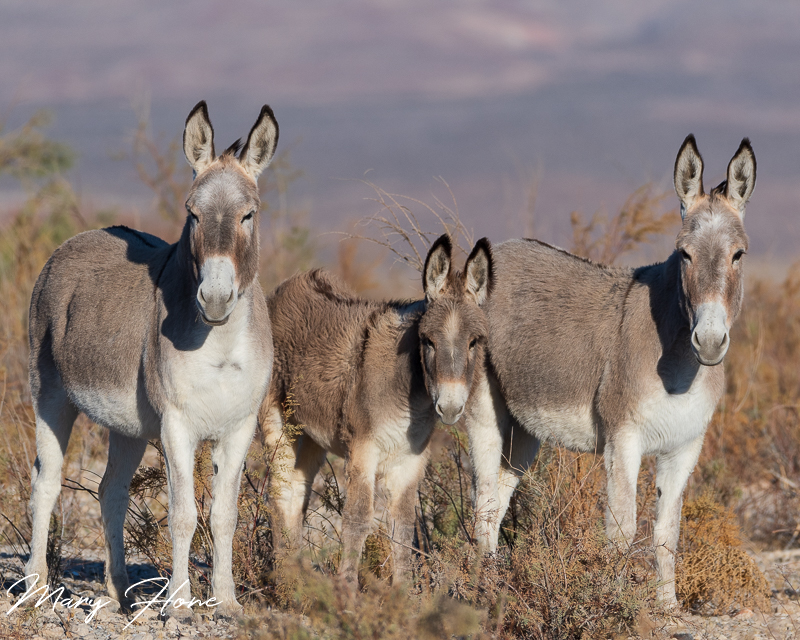 wild burros