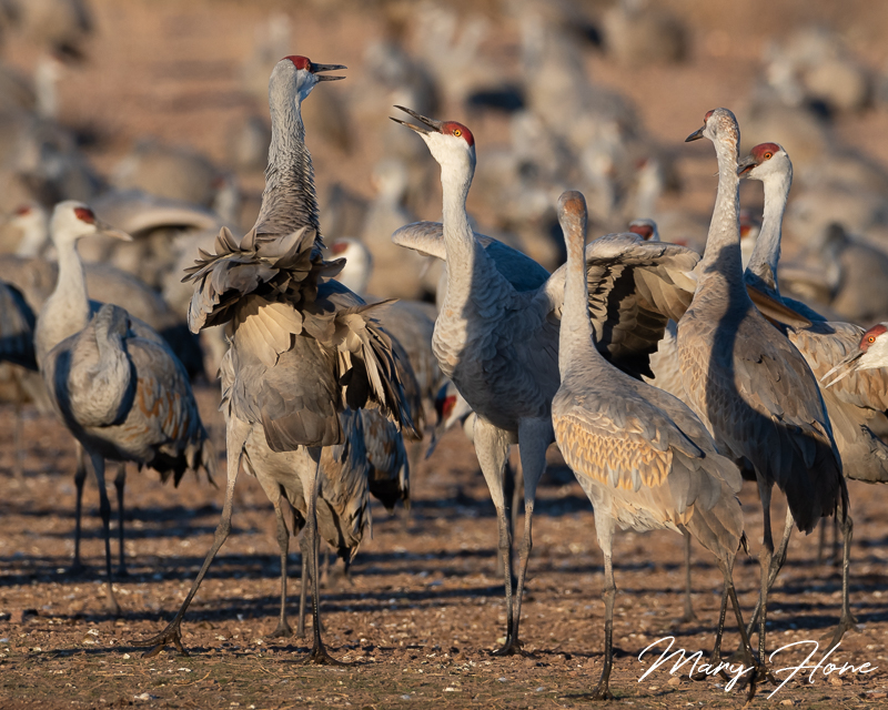 Sandhill Cranes of Southern Arizona