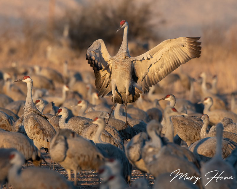 Sandhill Cranes of Southern Arizona